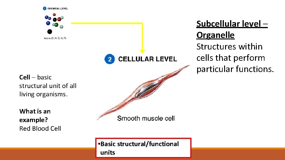 Subcellular level – Organelle Structures within cells that perform particular functions. Cell – basic