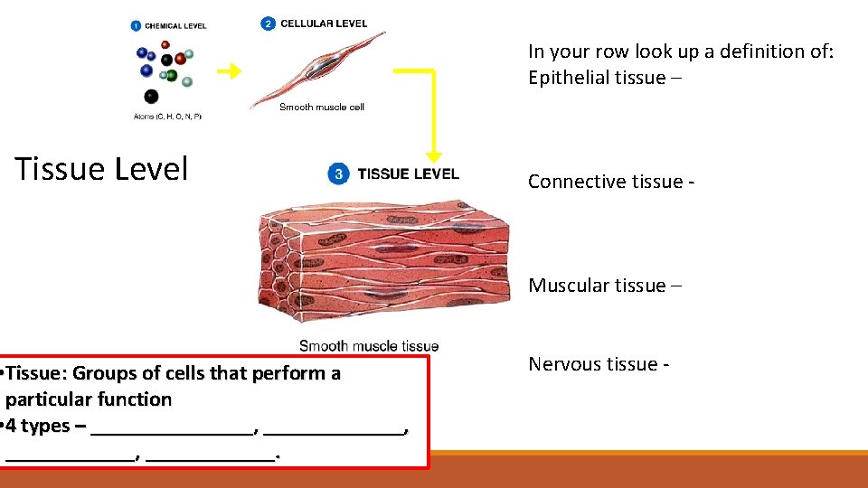 In your row look up a definition of: Epithelial tissue – Tissue Level •