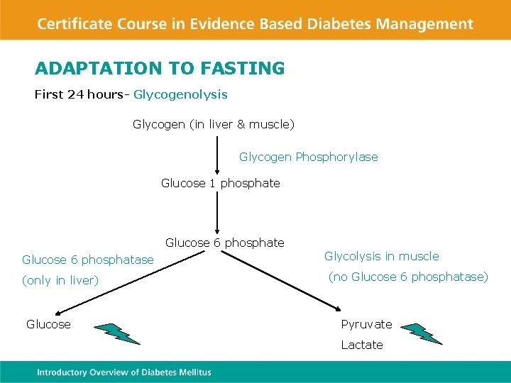 ADAPTATION TO FASTING First 24 hours- Glycogenolysis Glycogen (in liver & muscle) Glycogen Phosphorylase