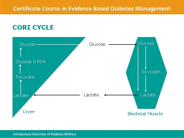 CORI CYCLE Glucose 6 PO 4 Glycogen Pyruvate Lactate Liver Lactate Skeletal Muscle 