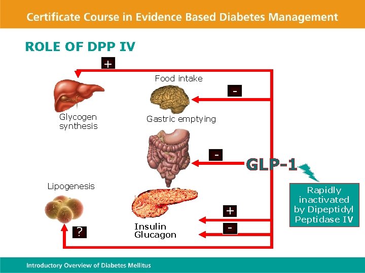 ROLE OF DPP IV + Food intake Glycogen synthesis Gastric emptying Lipogenesis ? Insulin