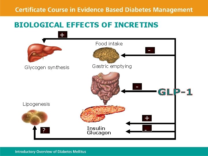 BIOLOGICAL EFFECTS OF INCRETINS + Food intake Glycogen synthesis - Gastric emptying Lipogenesis +