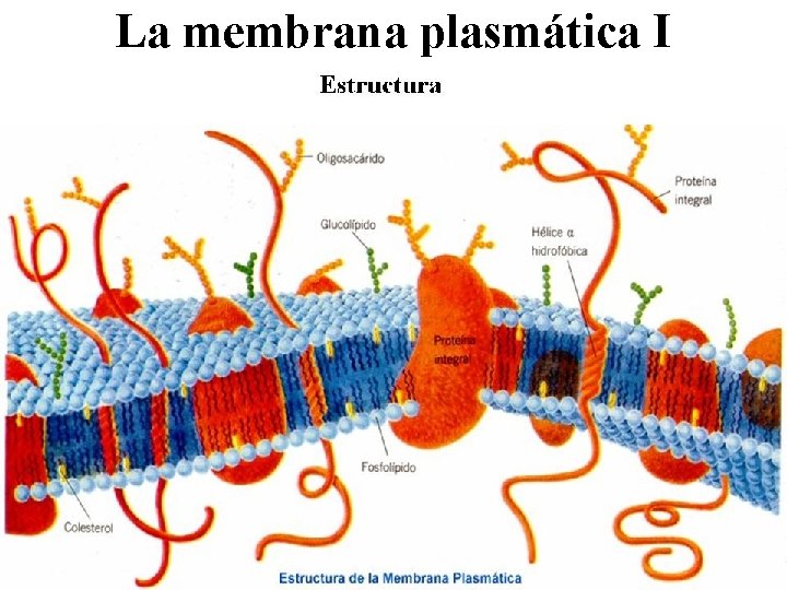 La membrana plasmática I 