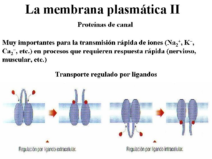 La membrana plasmática II 