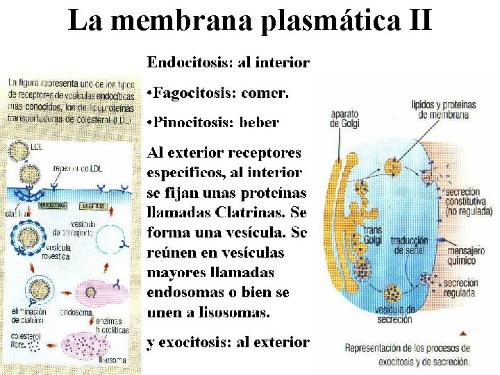 La membrana plasmática II 