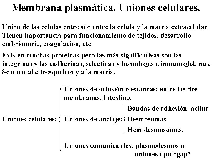 Membrana plasmática. Uniones celulares. Unión de las células entre sí o entre la célula