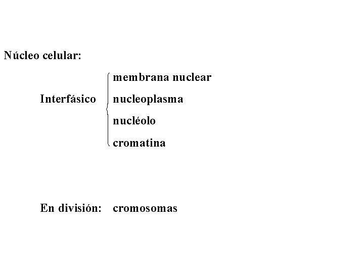 Núcleo celular: membrana nuclear Interfásico nucleoplasma nucléolo cromatina En división: cromosomas 