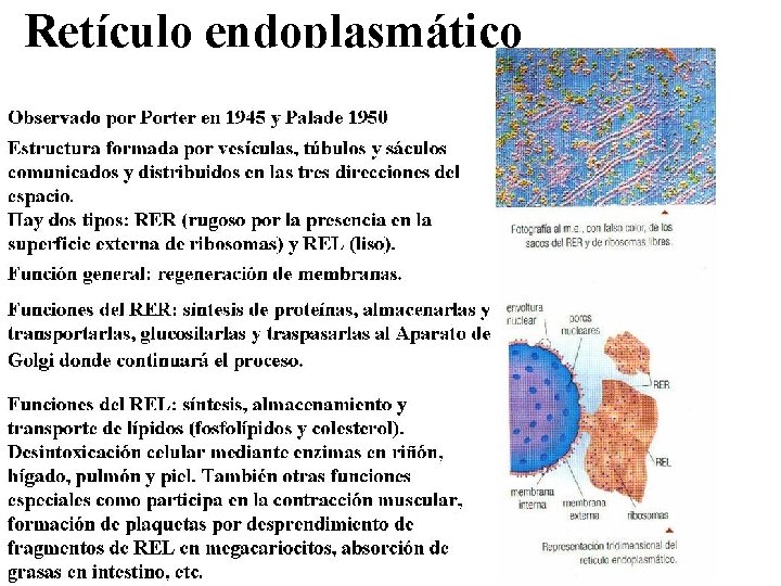 Retículo endoplasmático 