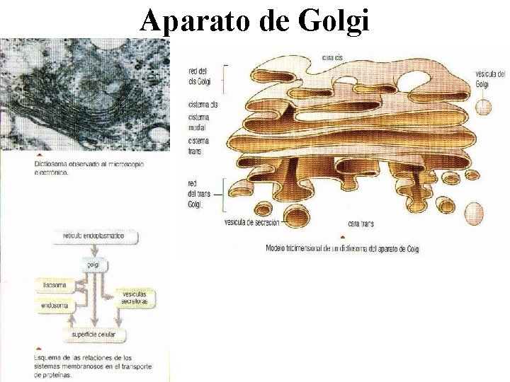 Aparato de Golgi 