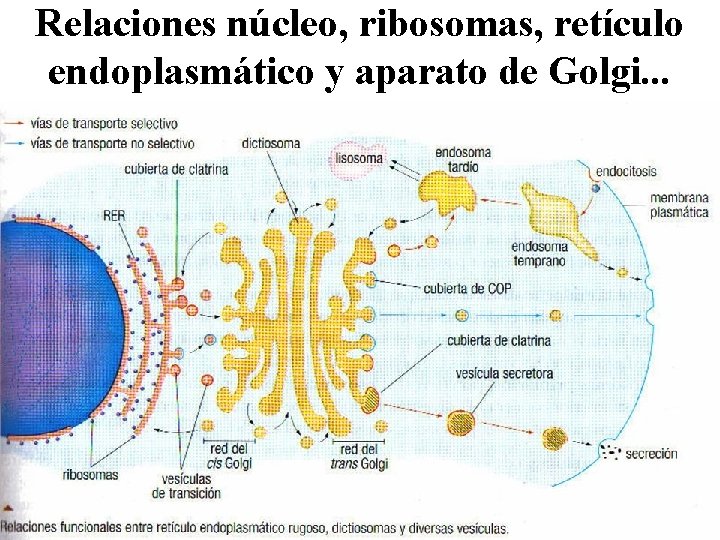 Relaciones núcleo, ribosomas, retículo endoplasmático y aparato de Golgi. . . 