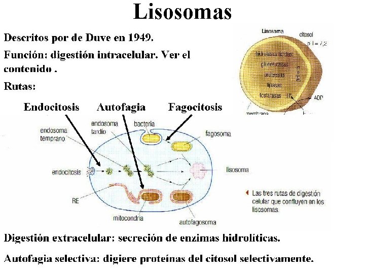 Lisosomas 