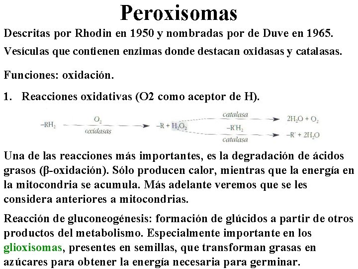 Peroxisomas Descritas por Rhodin en 1950 y nombradas por de Duve en 1965. Vesículas