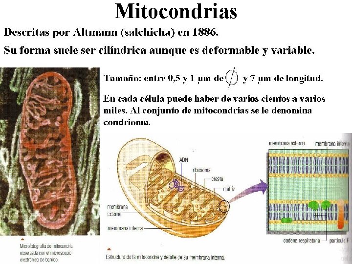 Mitocondrias 
