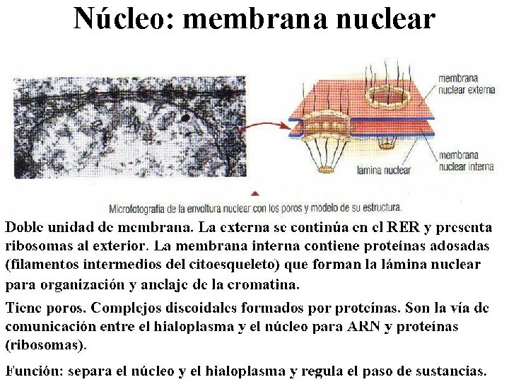 Núcleo: membrana nuclear 