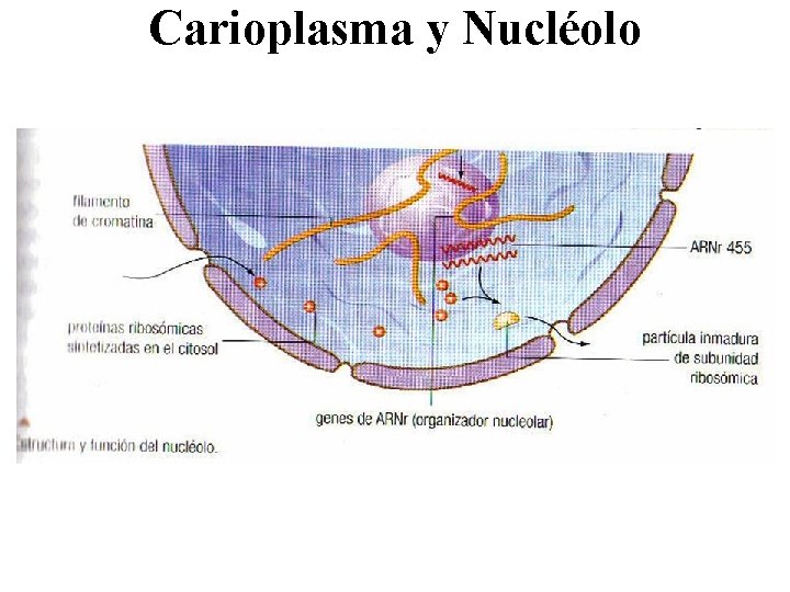 Carioplasma y Nucléolo 