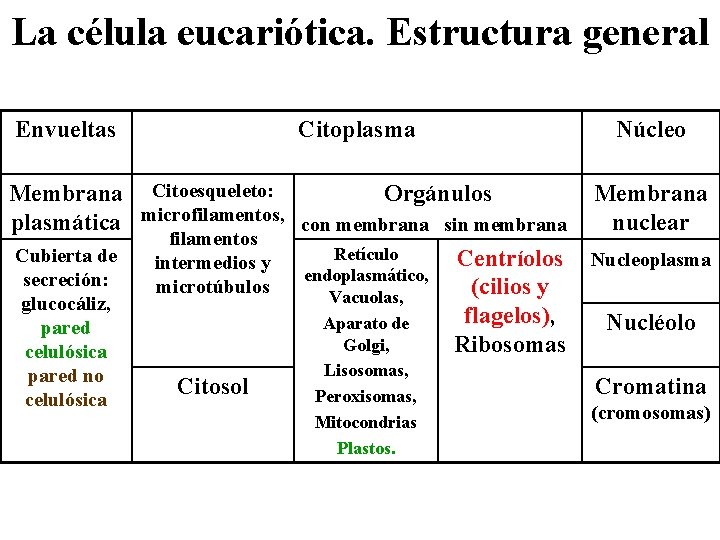 La célula eucariótica. Estructura general Envueltas Citoplasma Núcleo Membrana Citoesqueleto: Orgánulos Membrana plasmática microfilamentos,