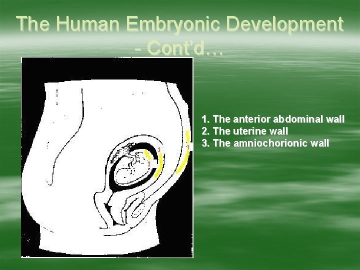 The Human Embryonic Development - Cont’d… 1. The anterior abdominal wall 2. The uterine