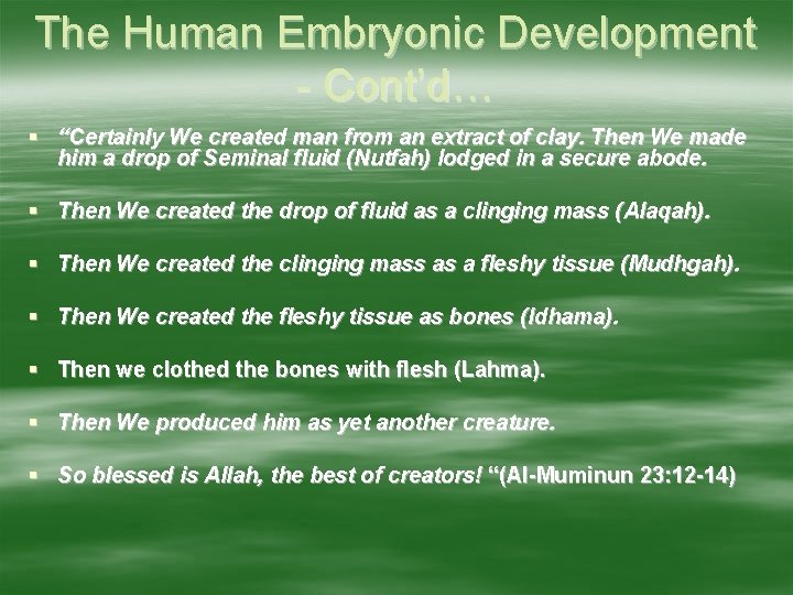 The Human Embryonic Development - Cont’d… “Certainly We created man from an extract of