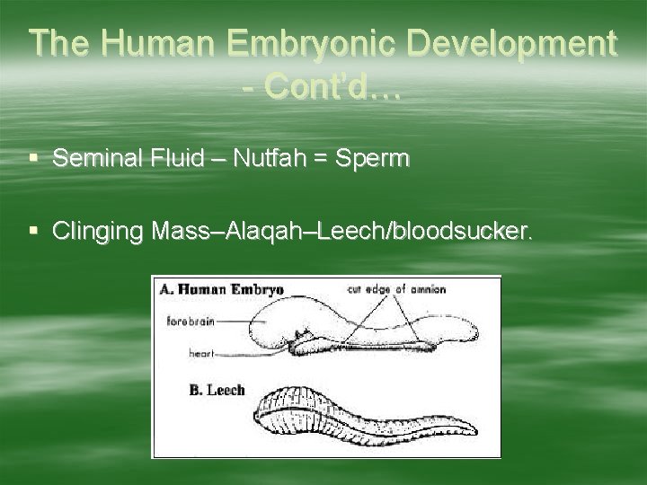 The Human Embryonic Development - Cont’d… Seminal Fluid – Nutfah = Sperm Clinging Mass–Alaqah–Leech/bloodsucker.