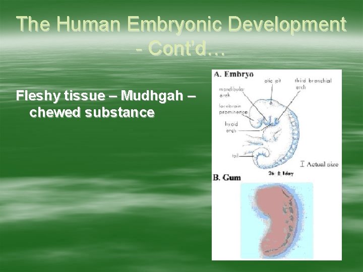 The Human Embryonic Development - Cont’d… Fleshy tissue – Mudhgah – chewed substance 