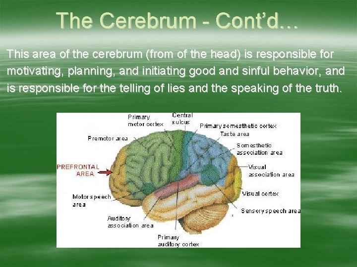 The Cerebrum - Cont’d… This area of the cerebrum (from of the head) is