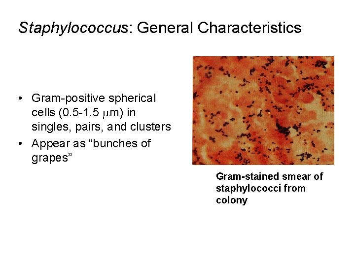Staphylococcus: General Characteristics • Gram-positive spherical cells (0. 5 -1. 5 mm) in singles,