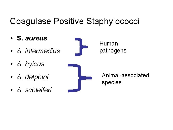 Coagulase Positive Staphylococci • S. aureus • S. intermedius Human pathogens • S. hyicus
