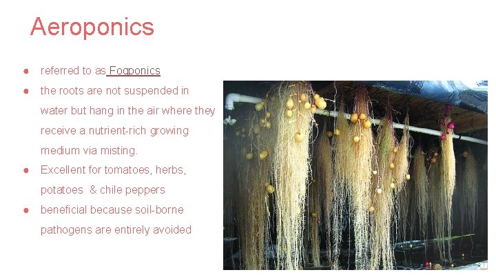 Aeroponics ● referred to as Fogponics ● the roots are not suspended in water