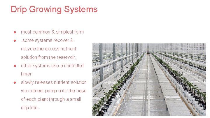 Drip Growing Systems ● most common & simplest form ● some systems recover &