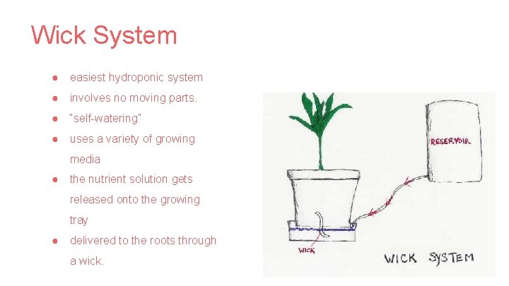Wick System ● easiest hydroponic system ● involves no moving parts. ● “self-watering” ●