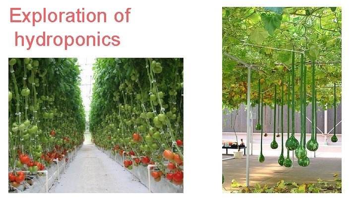 Exploration of hydroponics 