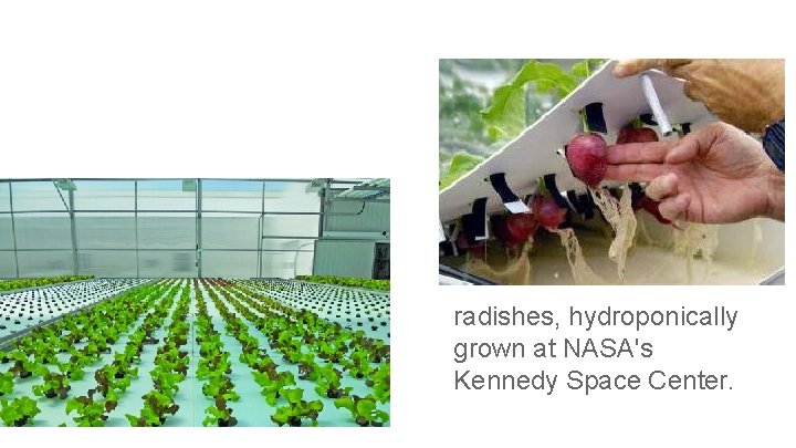 radishes, hydroponically grown at NASA's Kennedy Space Center. 