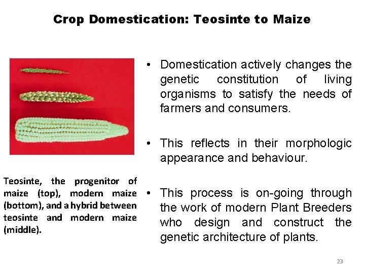 Crop Domestication: Teosinte to Maize • Domestication actively changes the genetic constitution of living