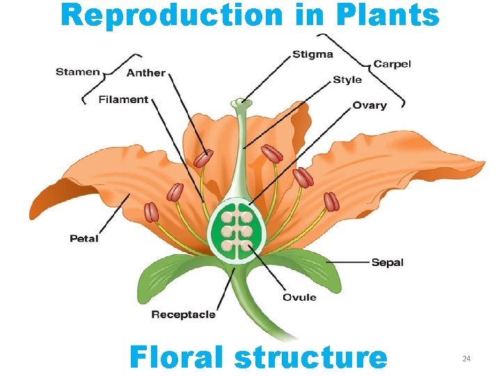 Reproduction in Plants Floral structure 24 