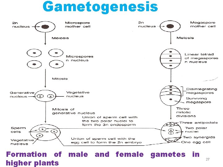 Gametogenesis Formation of male and female gametes in higher plants 27 