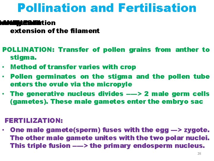 Pollination and Fertilisation ccompanied he nther ANTHESIS: the by Maturation of extension of the