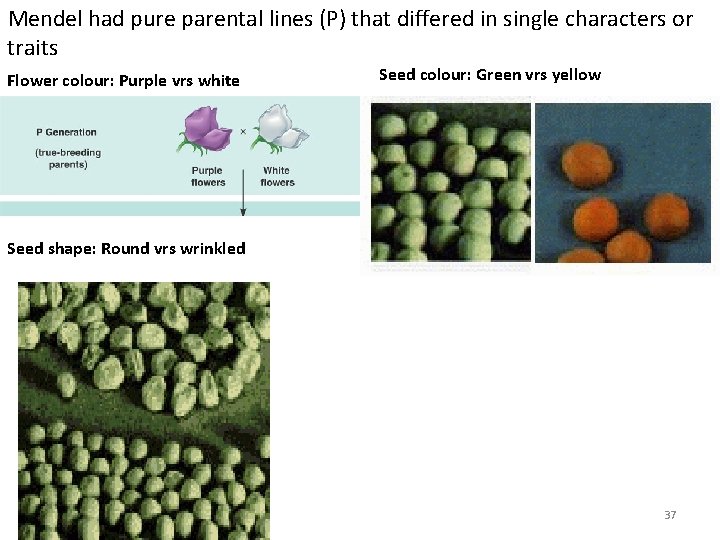 Mendel had pure parental lines (P) that differed in single characters or traits Flower
