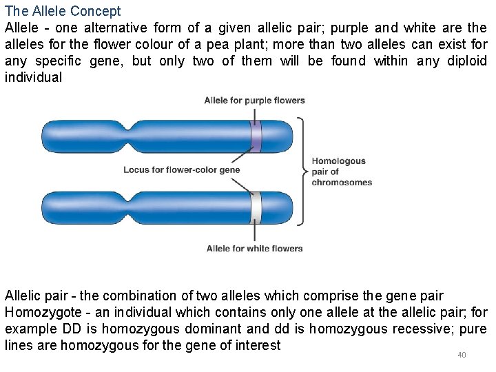 The Allele Concept Allele - one alternative form of a given allelic pair; purple