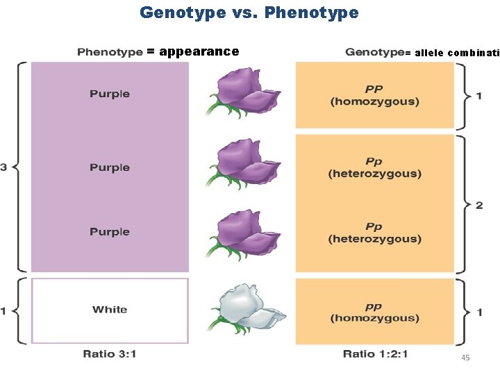 Genotype vs. Phenotype = appearance = allele combinatio 45 