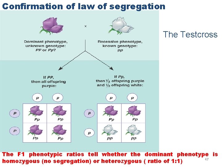 Confirmation of law of segregation The Testcross The F 1 phenotypic ratios tell whether