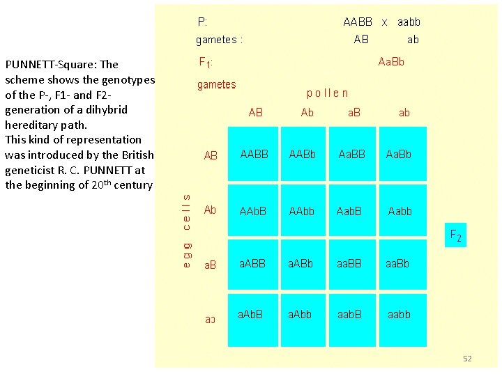 PUNNETT-Square: The scheme shows the genotypes of the P-, F 1 - and F