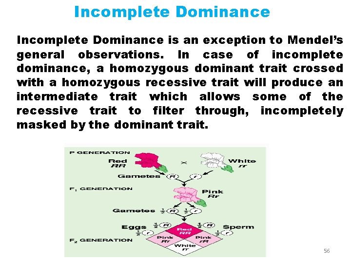 Incomplete Dominance is an exception to Mendel’s general observations. In case of incomplete dominance,