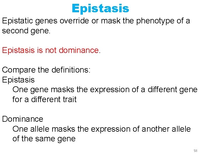 Epistasis Epistatic genes override or mask the phenotype of a second gene. Epistasis is