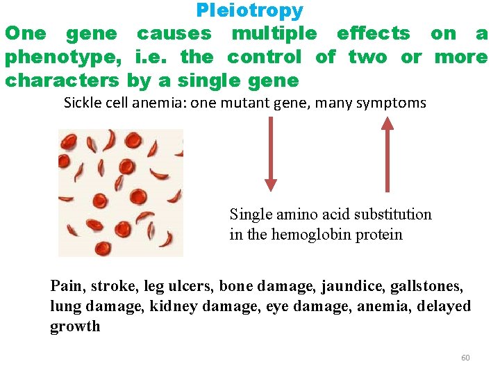 Pleiotropy One gene causes multiple effects on a phenotype, i. e. the control of