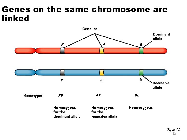 Genes on the same chromosome are linked Gene loci Dominant allele a P P