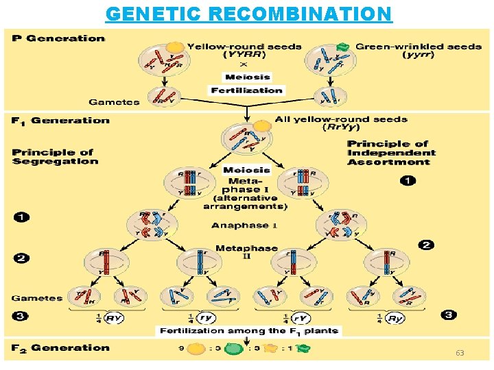 GENETIC RECOMBINATION 63 