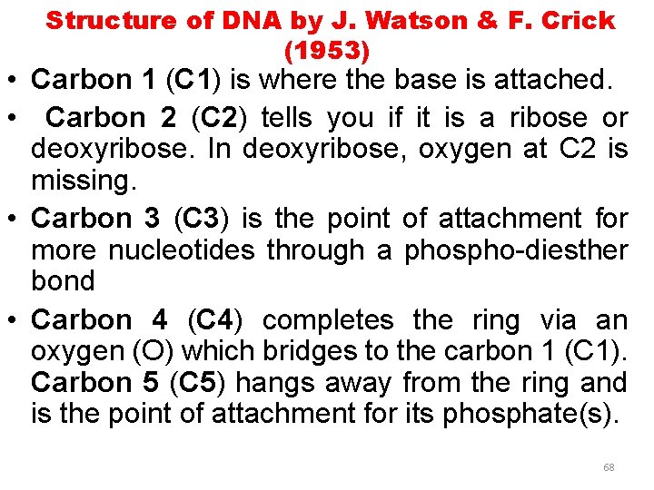 Structure of DNA by J. Watson & F. Crick (1953) • Carbon 1 (C