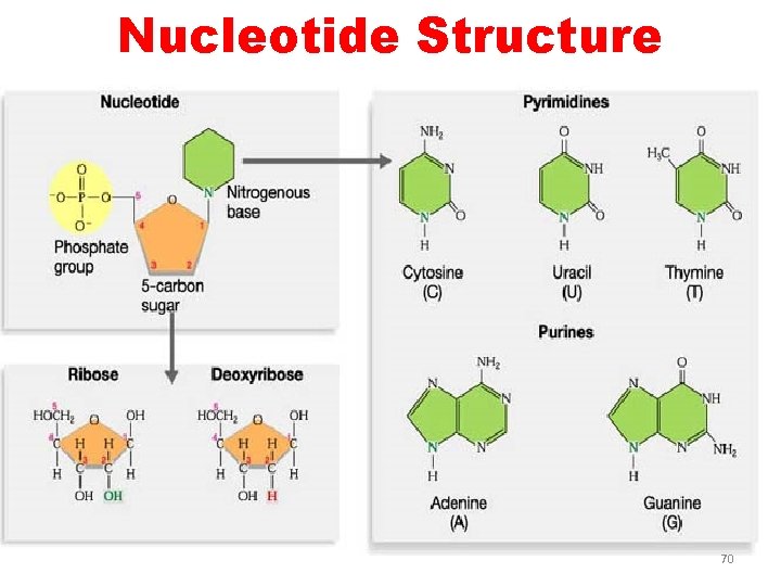 Nucleotide Structure 70 