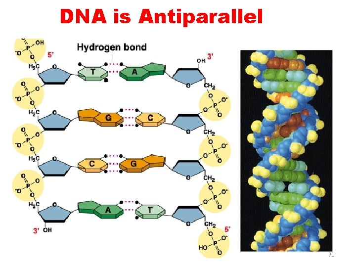DNA is Antiparallel 71 