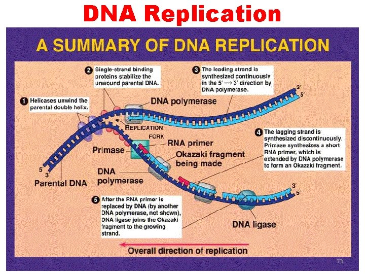 DNA Replication 73 